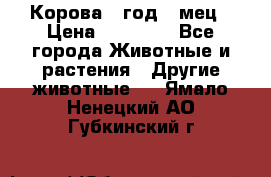 Корова 1 год 4 мец › Цена ­ 27 000 - Все города Животные и растения » Другие животные   . Ямало-Ненецкий АО,Губкинский г.